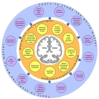 Editorial: Journey to the Center of the Brain: Cell Physiology and Intercellular Communication in White Matter